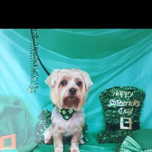 Meet your Posher, Albert